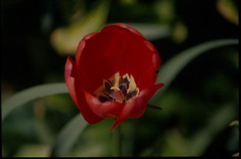 xtulipanrojo